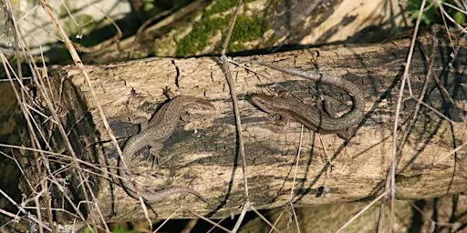 Reptile Ecology and Survey Techniques