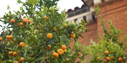 Edible Landscapes, a UArizona Campus Arboretum tour.