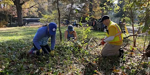 Invasive Vegetation Removal at Riverside Park