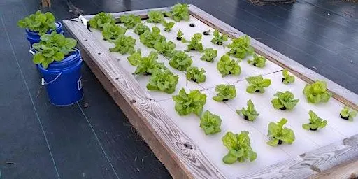Homeowner Hydroponics Course