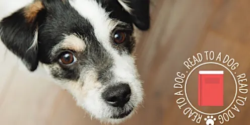 Read to Tiny, the Therapy Dog in September!