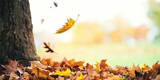 Fall Stroll in the Park (Adults and Ages 8+)