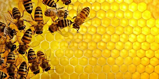 Beekeeping Series: Beginner Beekeeping