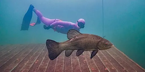 NoTanx Freediving - Colchester Monday Session