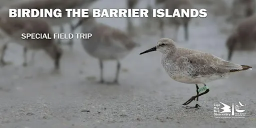 Birding on the Barrier Islands