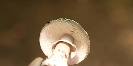 Mushroom Foray at Grindleford, Peak District