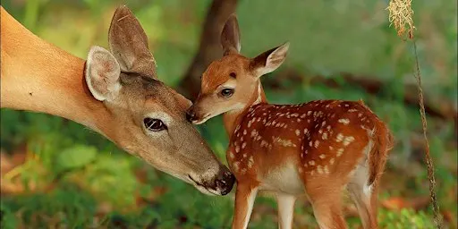 Nature's Nurturers: A Celebration of Mothers