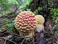 Mushroom Walk