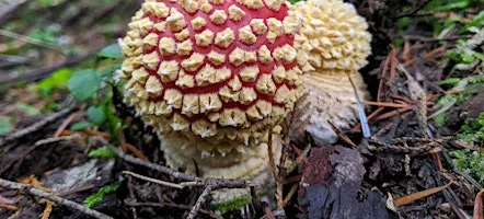 Mushroom Walk