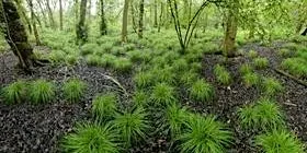 Discover Askham Bog with Prof. Alastair Fitter (York Environment Festival)