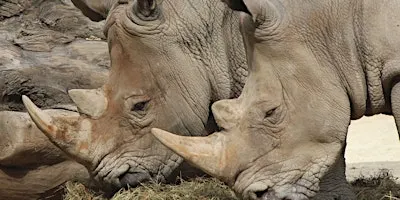 2026 Rhino Encounters