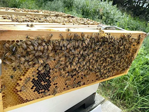 Beekeeping New Season Preparation Course 2027