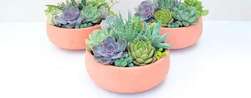 Autumn Succulent Workshop