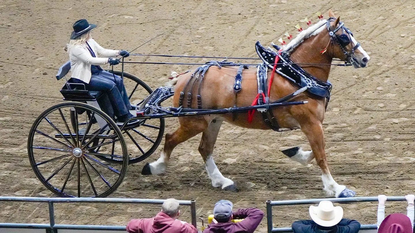 Draft Horse Show - Fri. Jan. 22 1pm