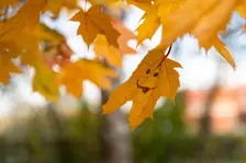 Family Fall Festival