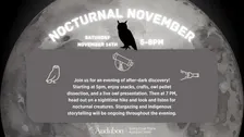 Nocturnal November