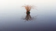 how lonely, to be a marsh