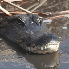Everglades Day Safari from Ft Lauderdale