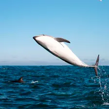 Whale Watching Cruise Guided by Experts from Birch Aquarium