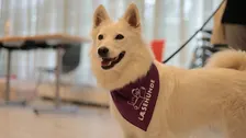 Certificering i Læsehunde Ringe Bibliotek