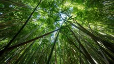 Creative Canopy - Presented by Forest Fusion, Family Retreat