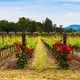 ABC - California Wine Tasting