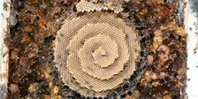 Native Bee's- Full Day Workshop by Bower Bee's Co-op