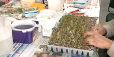 Plants from Plants - Spring Propagation Workshop