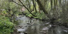 Cancelled October Community River Monitoring Walk at Bucknall Park