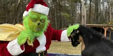 Goat Yoga With The Grinch