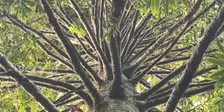 Step into Presence — Free walk, mostly weekly, 9.05am Fridays, Maungakiekie