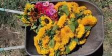 CERES 30s and 40s Weed Dating November 2026