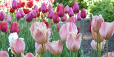 Planting Tulip Bulbs: Containers for Spring Bloom