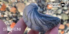 ShoreNI Fossil Walk at Larne