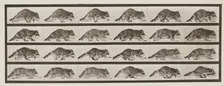 Museum of Raccoons - October 18th Reservable Hours