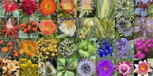 Queer Botany