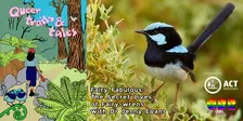 Fairy Fabulous: The Secret Lives of Fairy-wrens