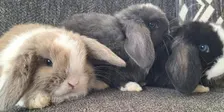 Bunny Movement Class Dunedin