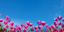 Futuresteading: A Floriade Huddle by Jade Miles