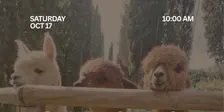 Alpaca Pilates at L&R Alpaca Haven