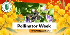 Celebrating Pollinator Week!