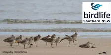 Port Hacking Shorebirds and Woodland Birds - Guided Bird Walks from Bonnie Vale to Deeban Spit via Maianbar in 2026 and 2027