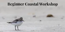 Beginner Coastal Wildlife Photography Workshop