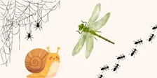 Mini Beasts & Curious Creatures
