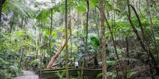 Nurture in Nature Forest Therapy Walks for Older Women (50+)