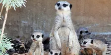 Expressions of Interest - Melbourne Zoo Bus Trip