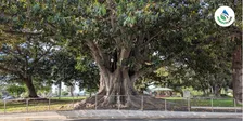 Permeable Pavements for a Resilient Urban Future: Stormwater, Tree Health & Greening - Brisbane Edition