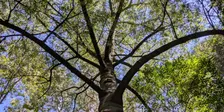 Forest Bathing at the Adelaide Botanic Garden
