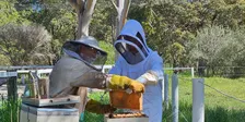 A Hive of Activity: Our Beekeeping Journey