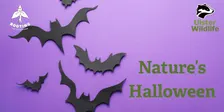 Natures Halloween with Rooting for Childhood - age 2-4